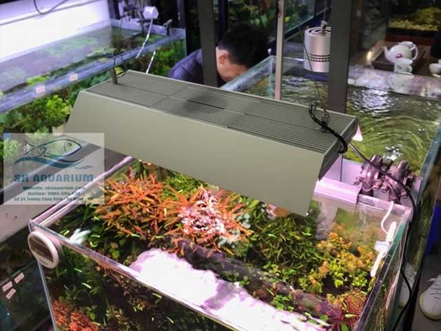 Bán cá cảnh hà nội 3