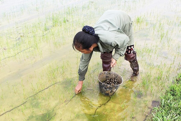 Biện pháp phòng trừ ốc bươu vàng