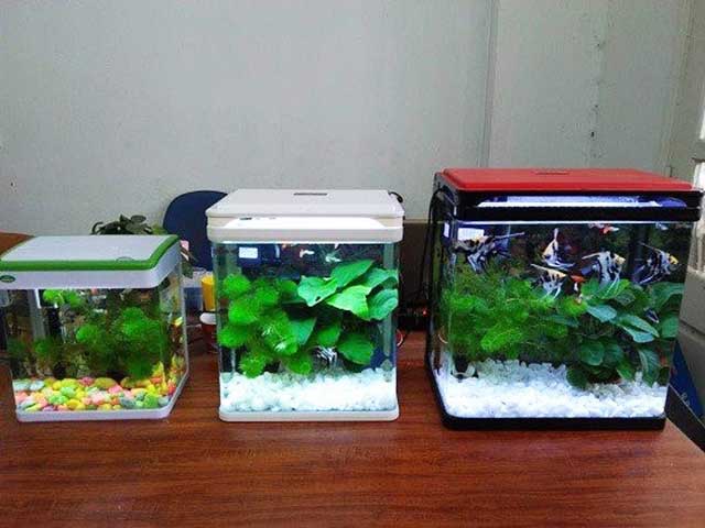 Bể cá cảnh mini theo phong thủy
