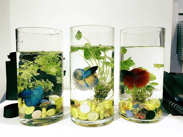 Bể nuôi cá chọi cảnh
