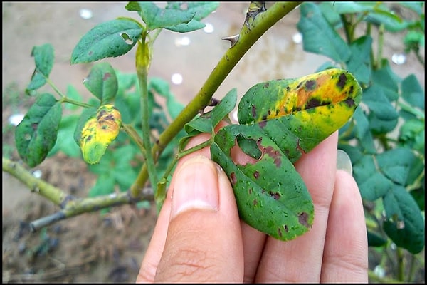 Bệnh đốm đen trên hoa hồng