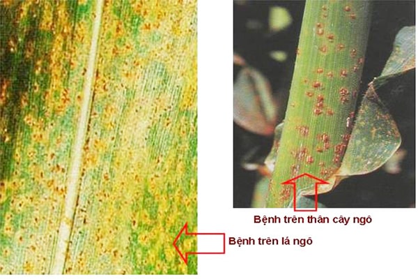 Bệnh gỉ sắt trên cây ngô