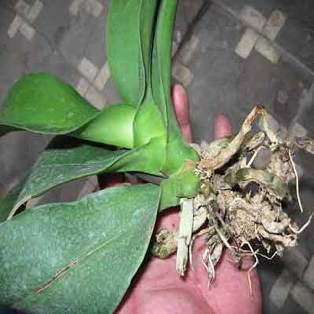 Bệnh héo rễ lan hồ điệp