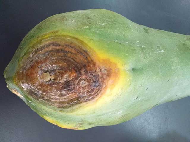 Bệnh thán thư hại đu đủ