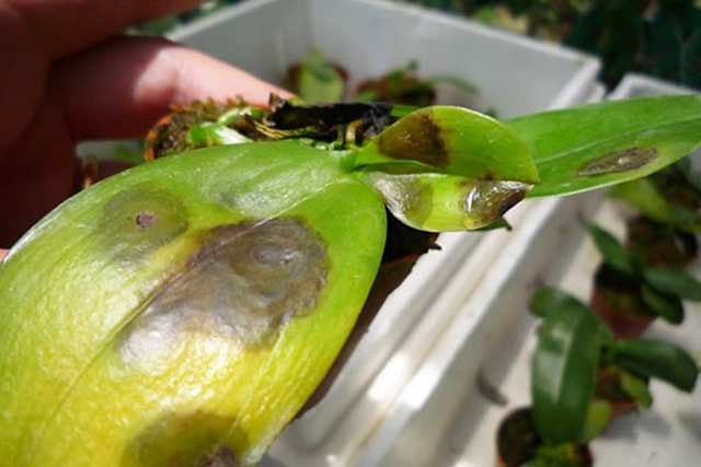Bệnh thối đen lá lan hồ điệp