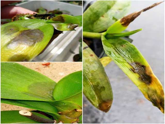 Bệnh thối mềm lan hồ điệp