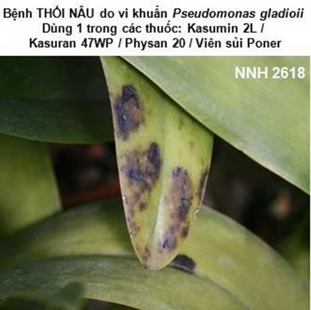 Bệnh thối nâu lan hồ điệp