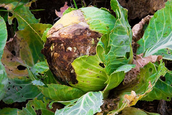 Bệnh thối nhũn trên rau cải