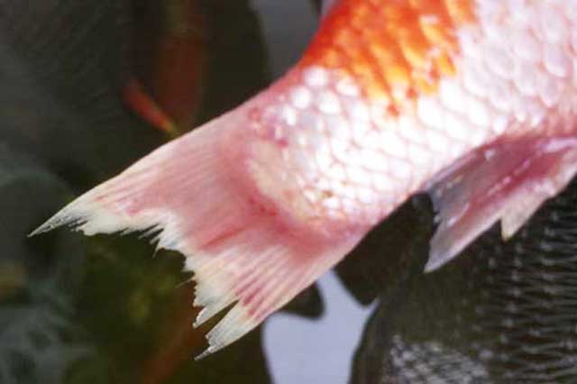 Bệnh thường gặp ở cá chép cảnh