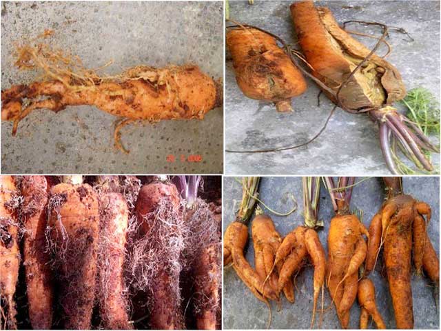 Bệnh trên cây cà rốt