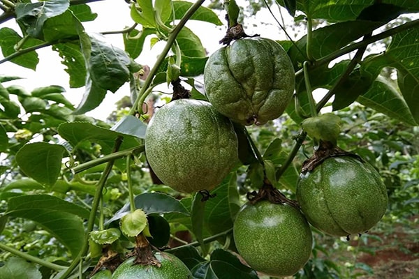 Bệnh xoăn lá chanh dây