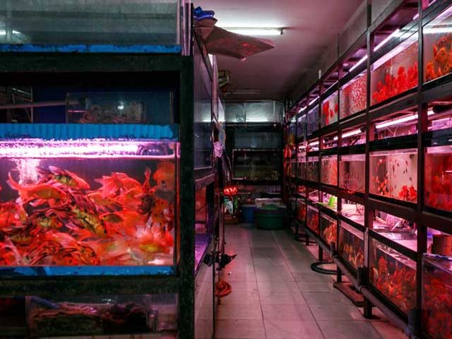 Betta Fish Shop cá cảnh thủ đức