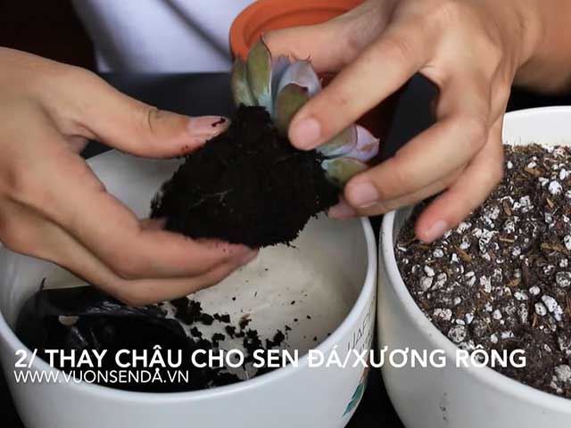 Bỏ đất cũ - Cách chăm sóc sen đá