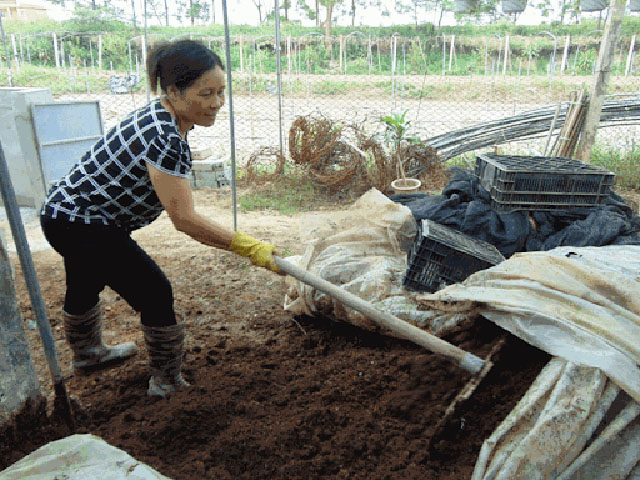 Bón phân cho táo thái lan