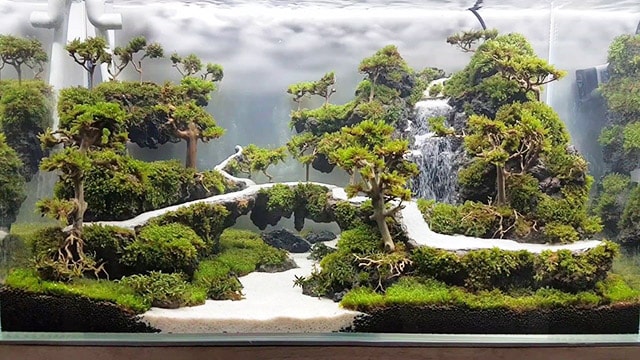 Bonsai thủy canh 6