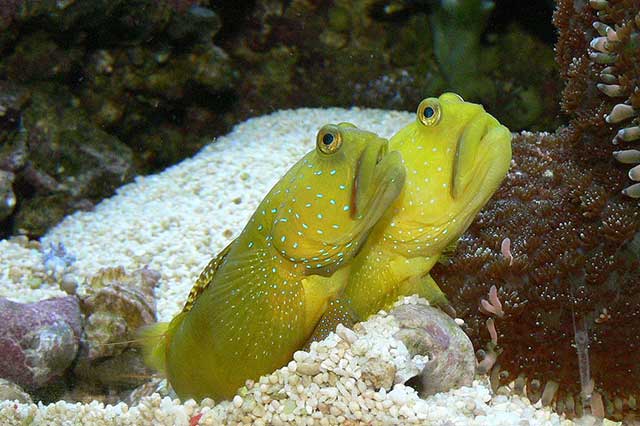 Cá cảnh biển Yellow Watchman Goby