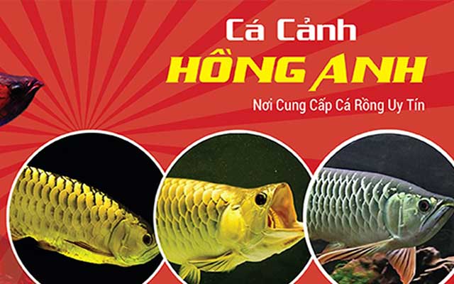Cá cảnh sài gòn Hồng Anh