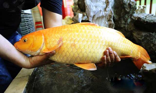 Cá chép hồng