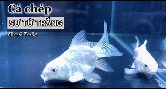 Cá chép sư tử trắng