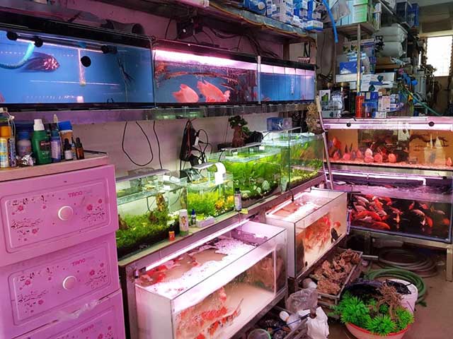 Cá cảnh thủ đức