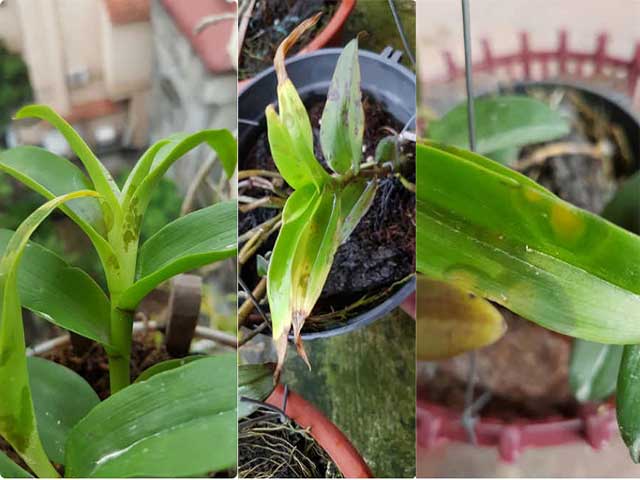Các bệnh thường gặp ở lan hồ điệp