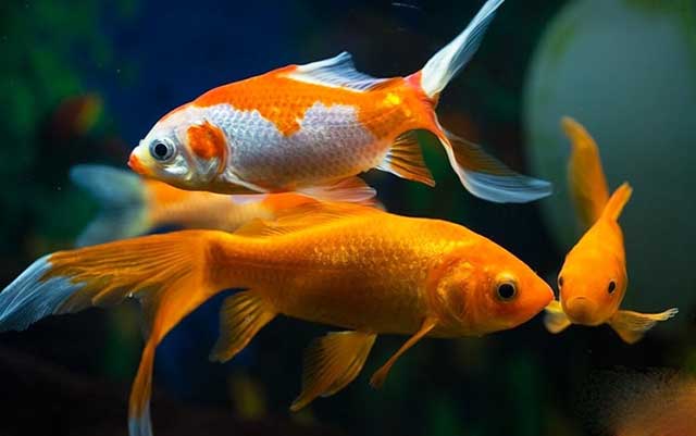 Các loại cá chép cảnh