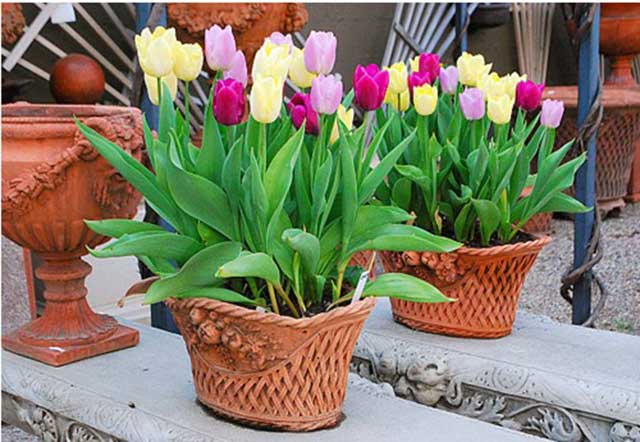 Cách chăm sóc chậu tulip