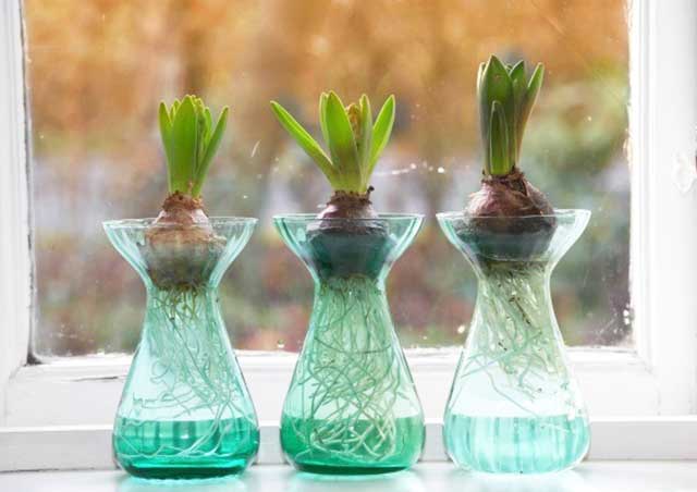 Cách chăm sóc hoa tulip trồng trong nước