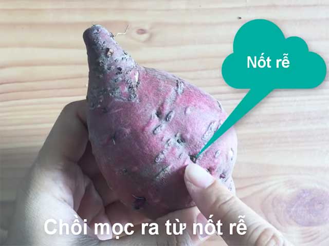 Cách chọn khoai lang thủy sinh