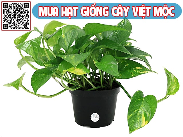 Cách nhân giống cây trầu bà cảnh