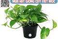 Cách nhân giống cây trầu bà cảnh