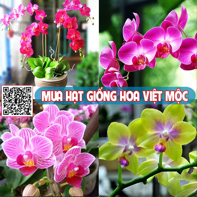 Cách nhân giống lan hồ điệp 2