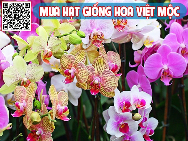 Cách nhân giống lan hồ điệp 3