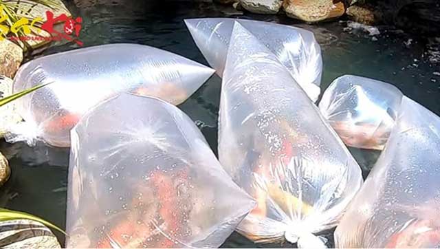 Cách thả cá chép cảnh vào bể