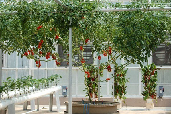 Cách trồng cà chua bạch tuộc