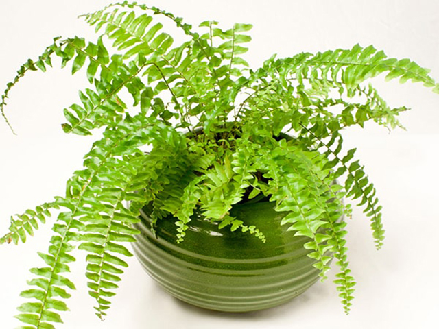 Cách trồng cây dương xỉ trong nhà
