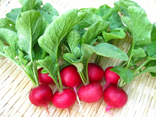 Cách trồng củ cải đỏ