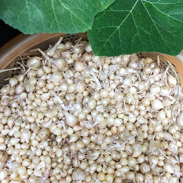 Cách trồng củ nén