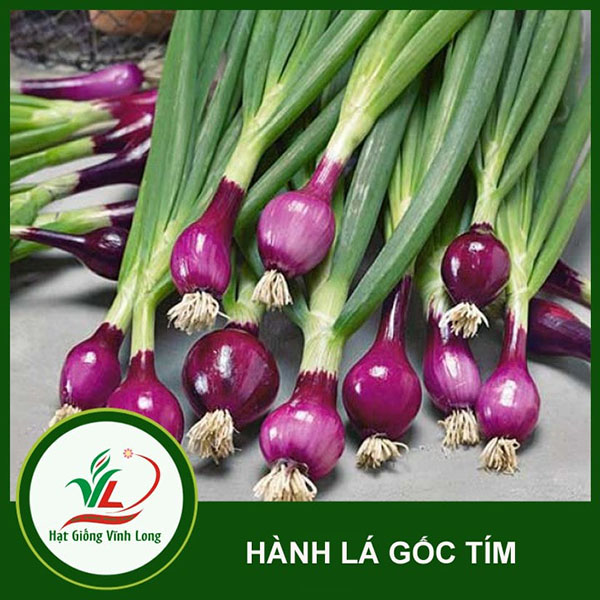 Cách trồng hành tím