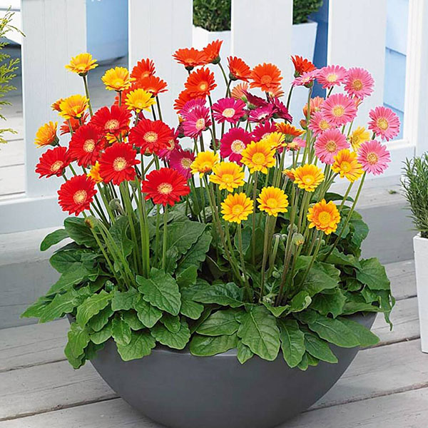 Cách trồng hoa đồng tiền bằng hạt