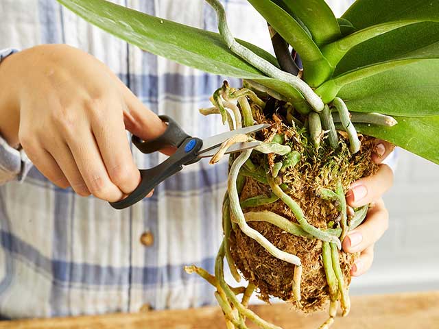 Cách trồng hoa lan vào chậu