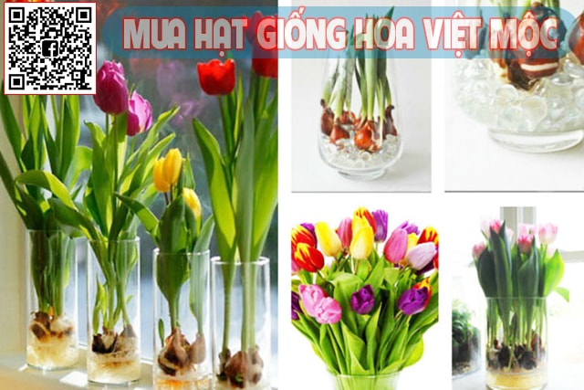 cách trồng hoa tu lip