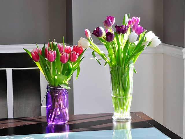 Cách trồng hoa tulip trong nước