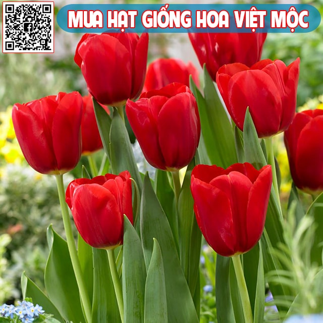 Cách trồng hoa tulip từ củ