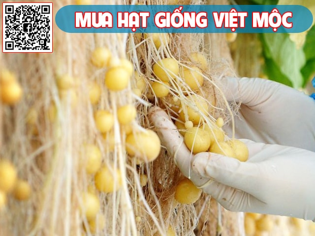 Cách trồng khoai tây không cần đất