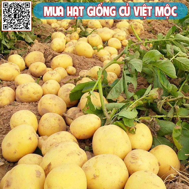 Cách trồng khoai tây vụ đông