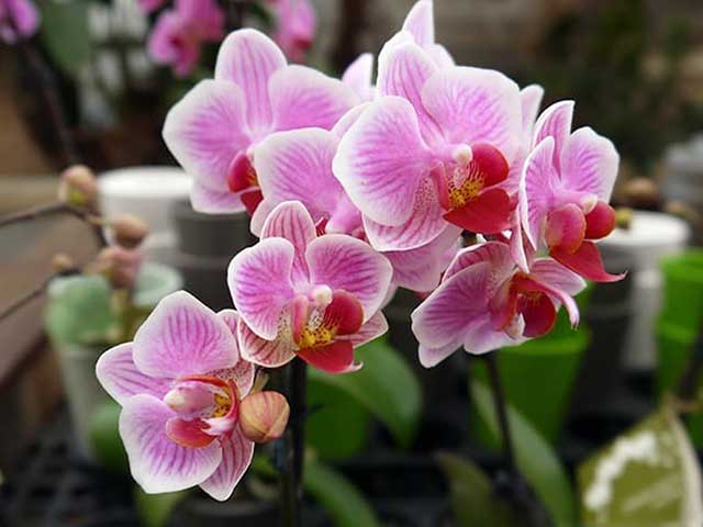 Cách trồng lan hồ điệp sau tết