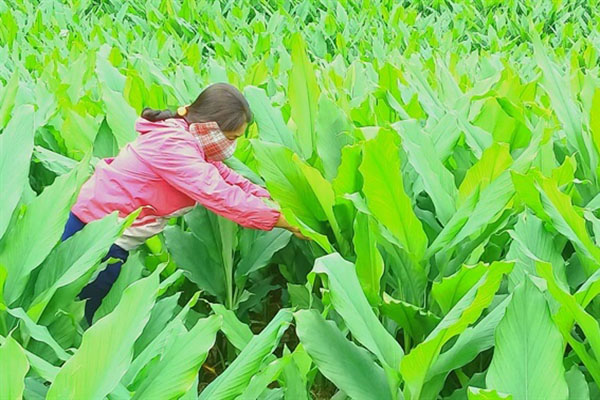 Cách trồng nghệ đỏ