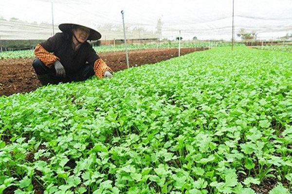 Cách trồng ngò rí