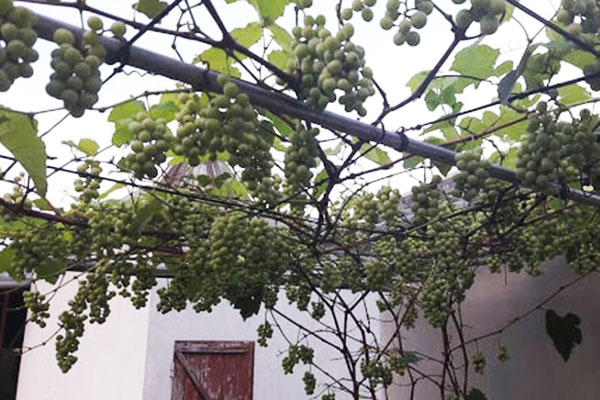 Cách trồng nho trên sân thượng
